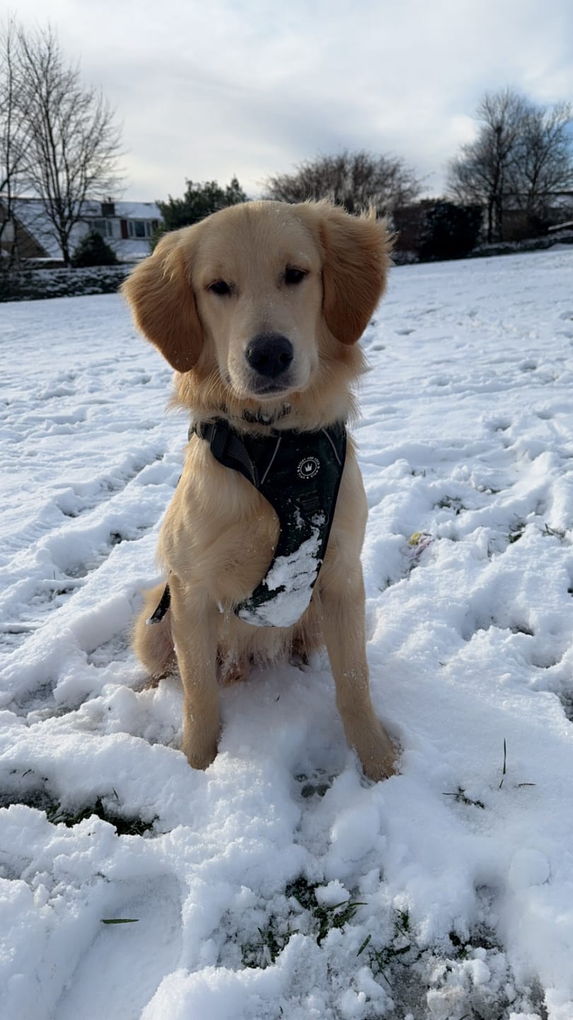 Customer photo review of Adjustable Collar - Forest Tweed