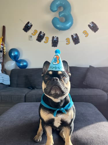 Customer photo review of Personalized Dog Party Pack