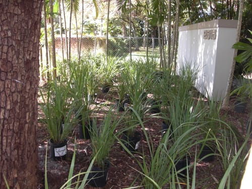 Customer photo review of Fakahatchee Grass