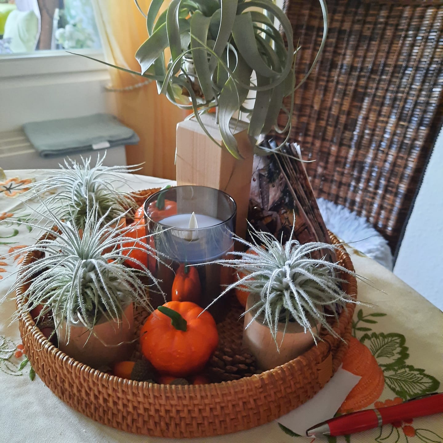 Customer photo review of Tillandsia tectorum "snow"