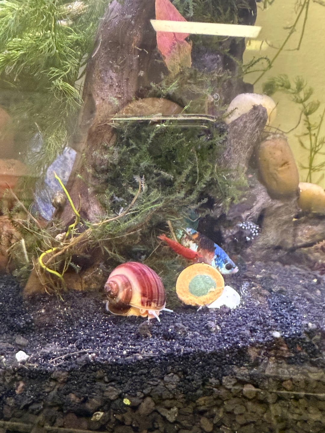 Customer photo review of Magenta Mystery Snail
