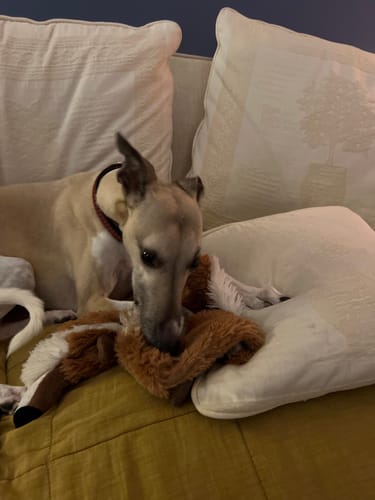 Customer photo review of Natures Menu Mulitpack Dog Pouches 300g