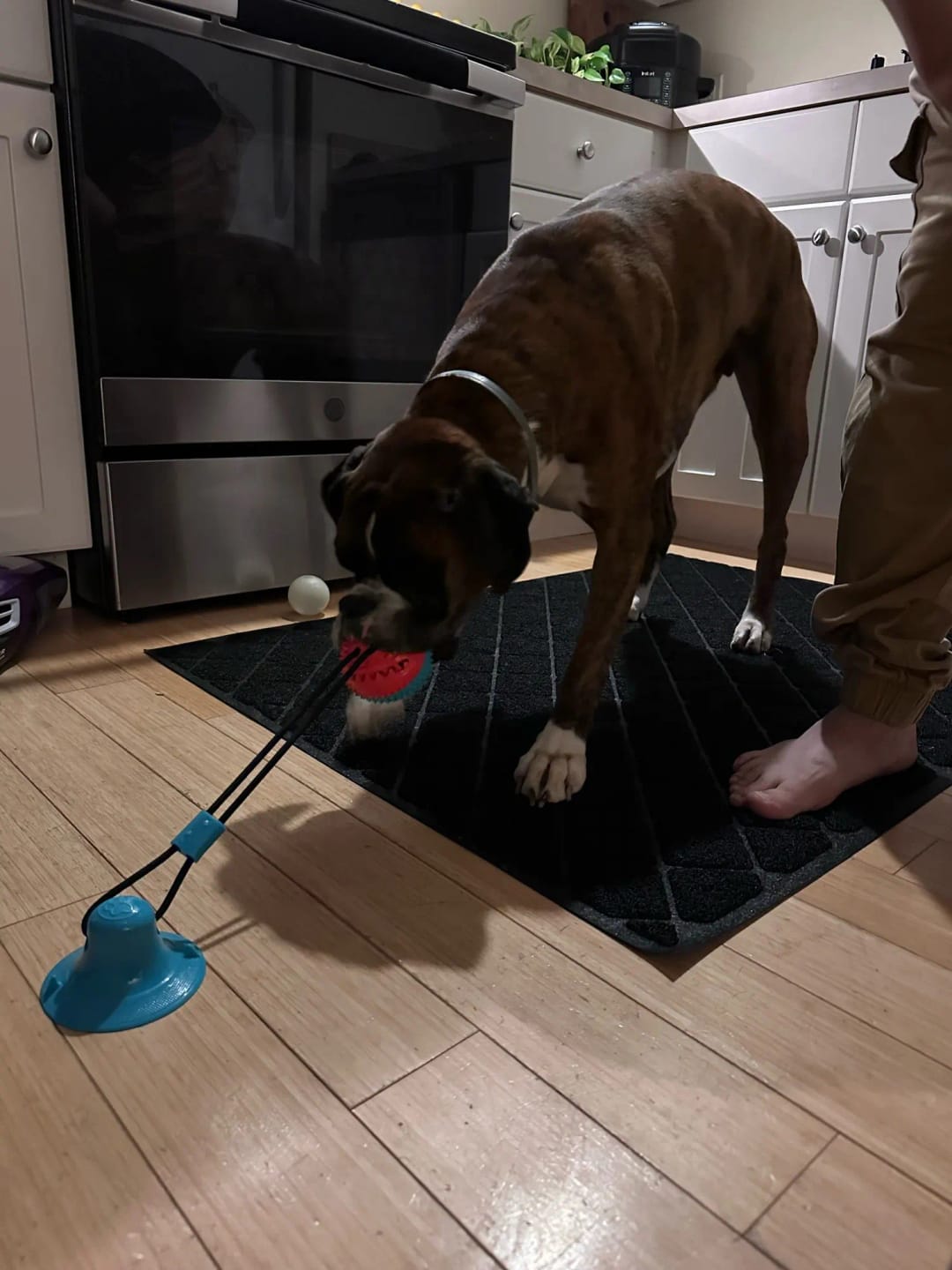 Customer photo review of Large Dog Ball Toys Suction Cup Ropes Interactive Leaking Slow Feeder Chew Toy Toothing Clean Golden Retriever Big Pet Supplies