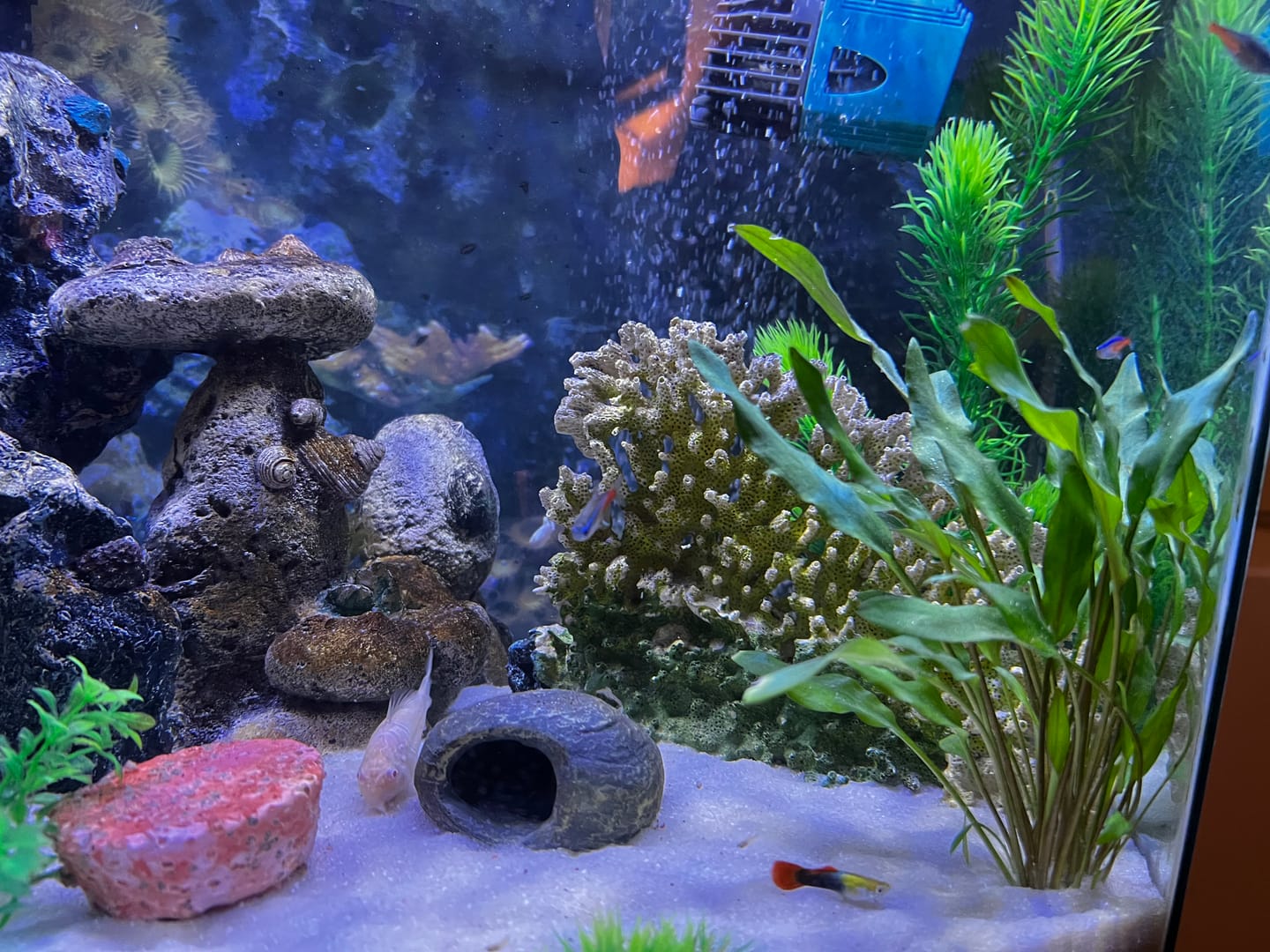 Customer photo review of Cryptocoryne Wendtii 'Green'