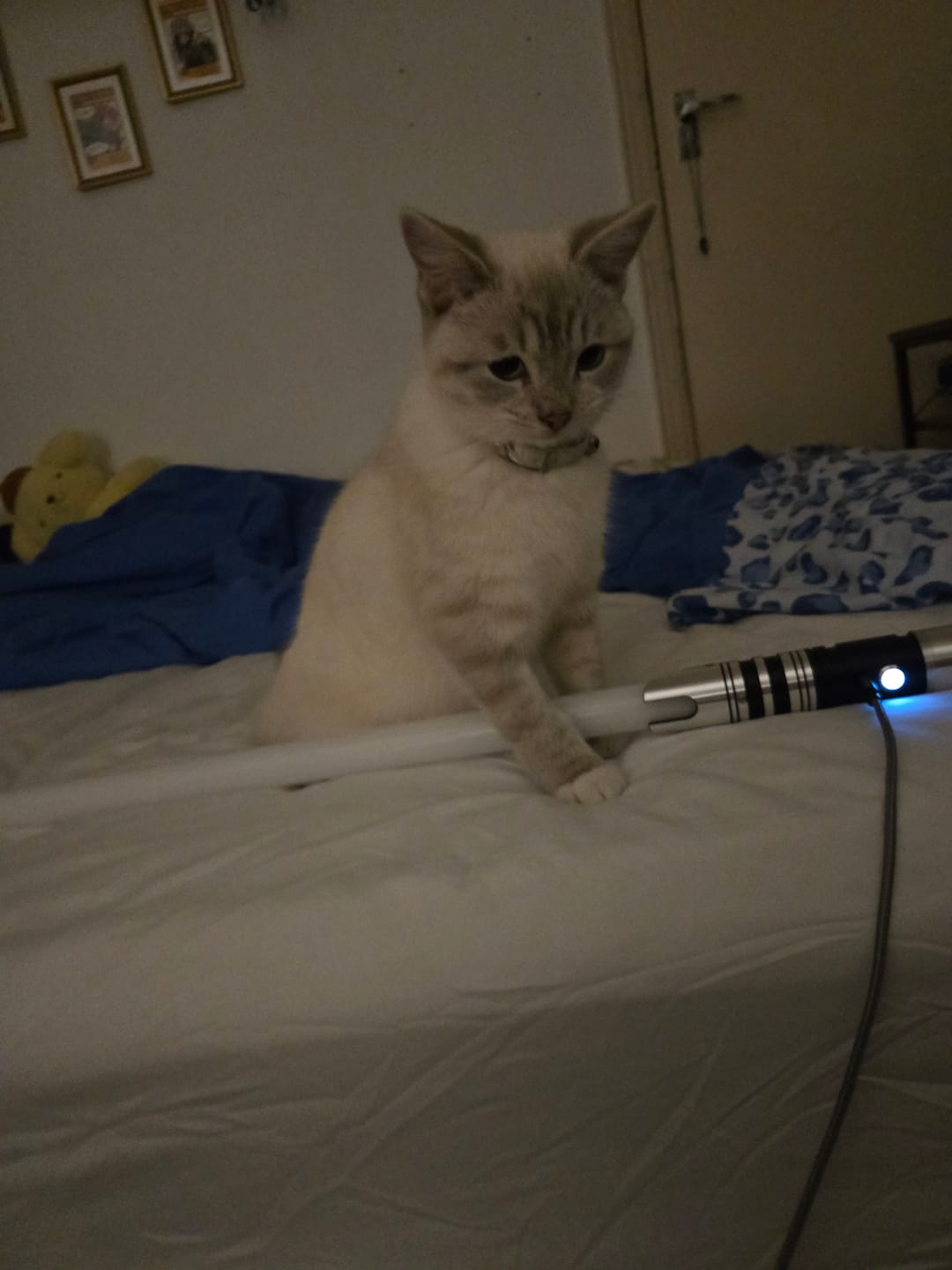 Customer photo review of Combat Saber - Model Beta