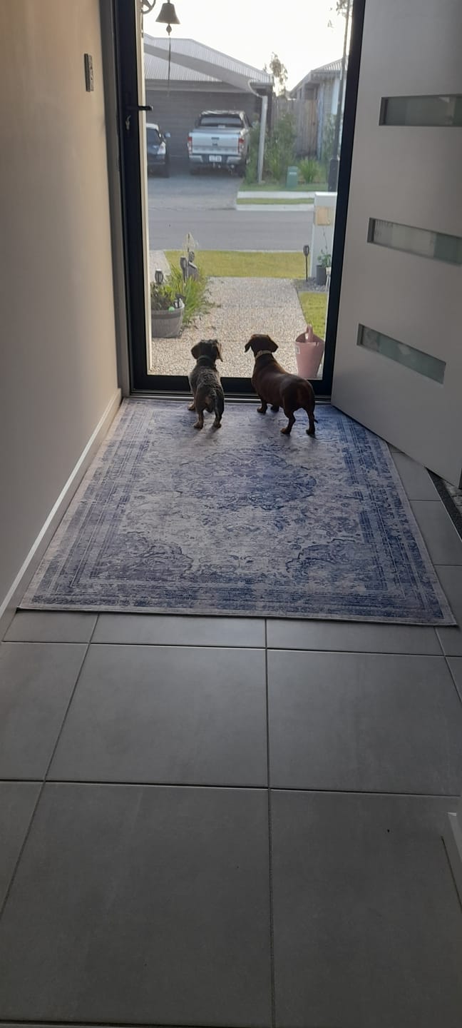Customer photo review of Dog Bark Silencer