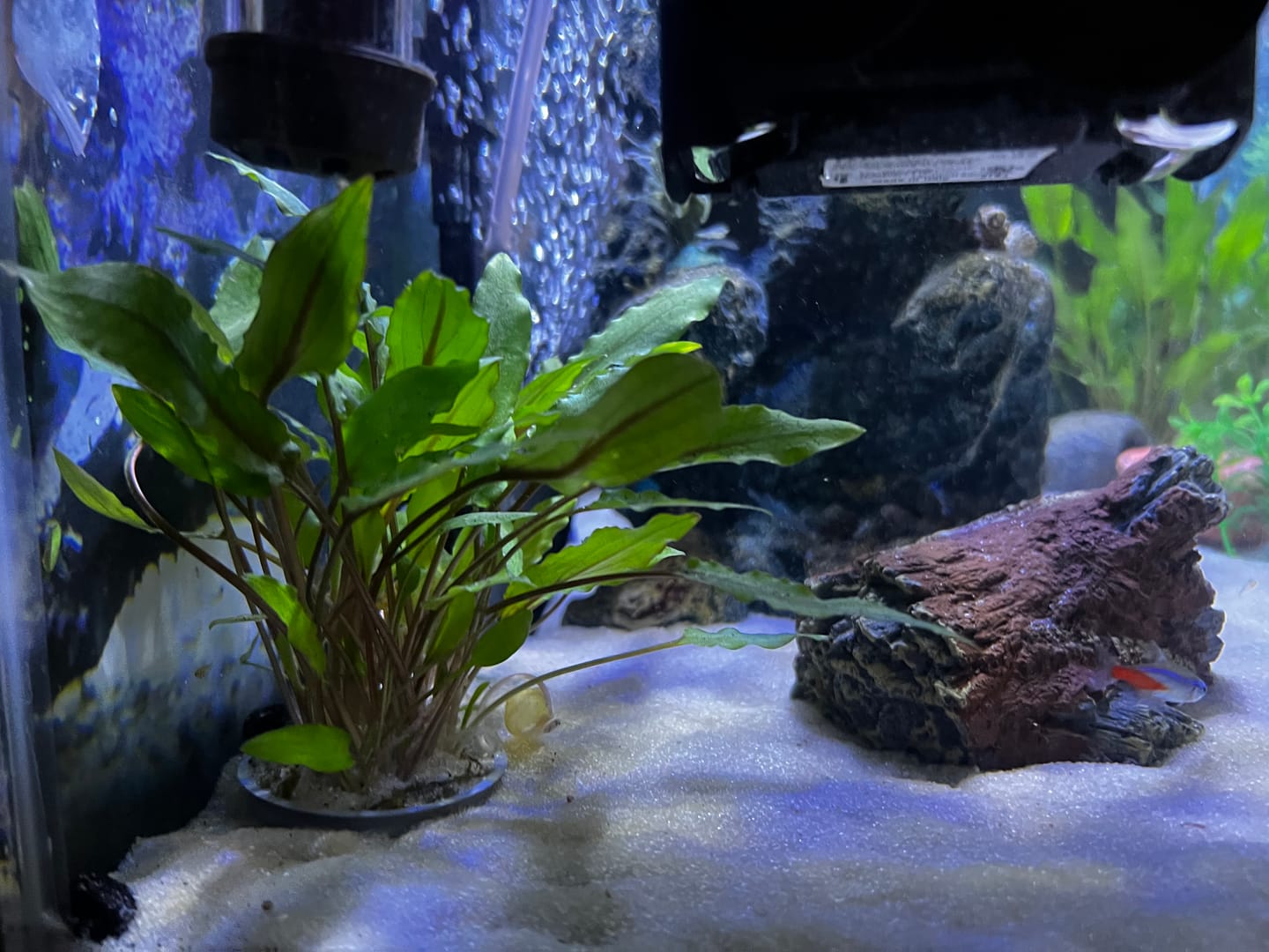 Customer photo review of Cryptocoryne Lutea