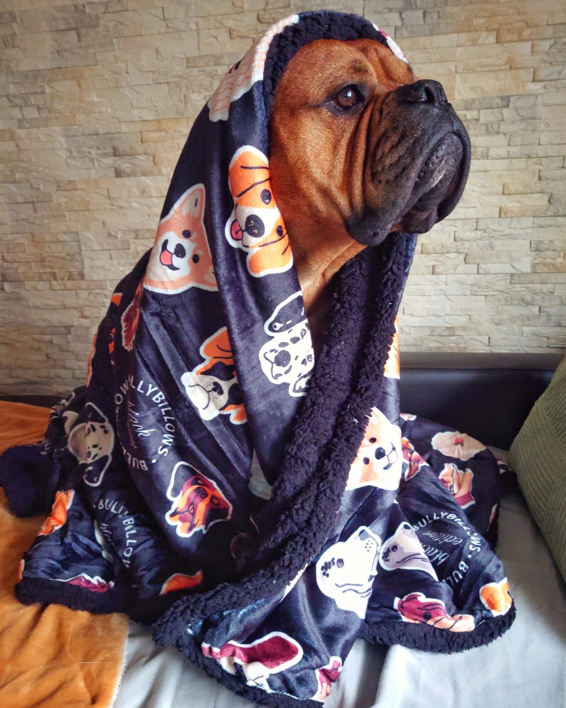 Customer photo review of Black Edition | Luxury Dog & Human Blanket