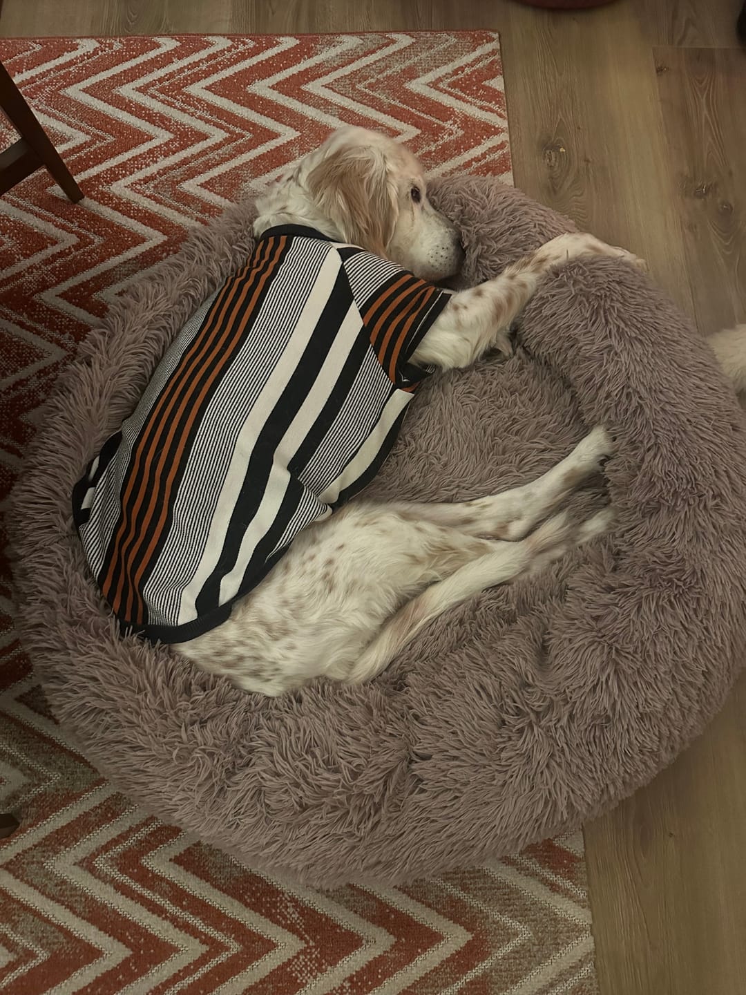 Customer photo review of Mellowpurr Huzurlu Paws Yatağı | Süper Yumuşak