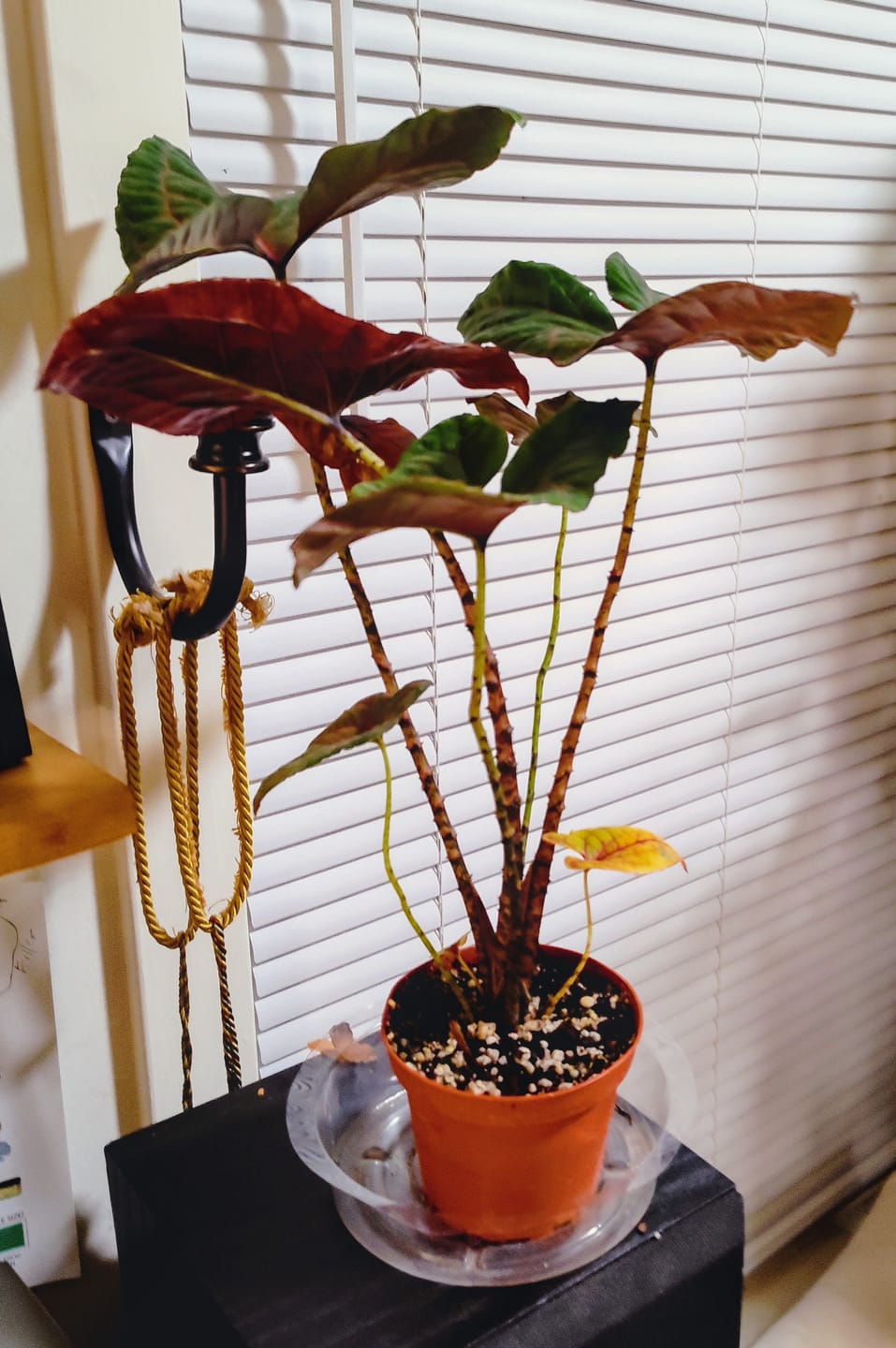 Customer photo review of Cyrtosperma johnstonii