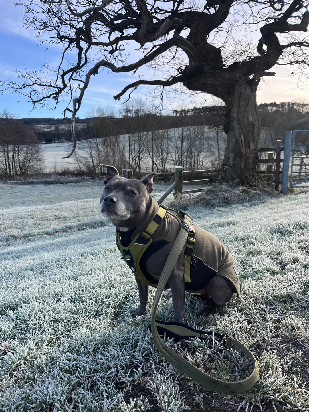 Customer photo review of Dog Fleece With Zip - Khaki