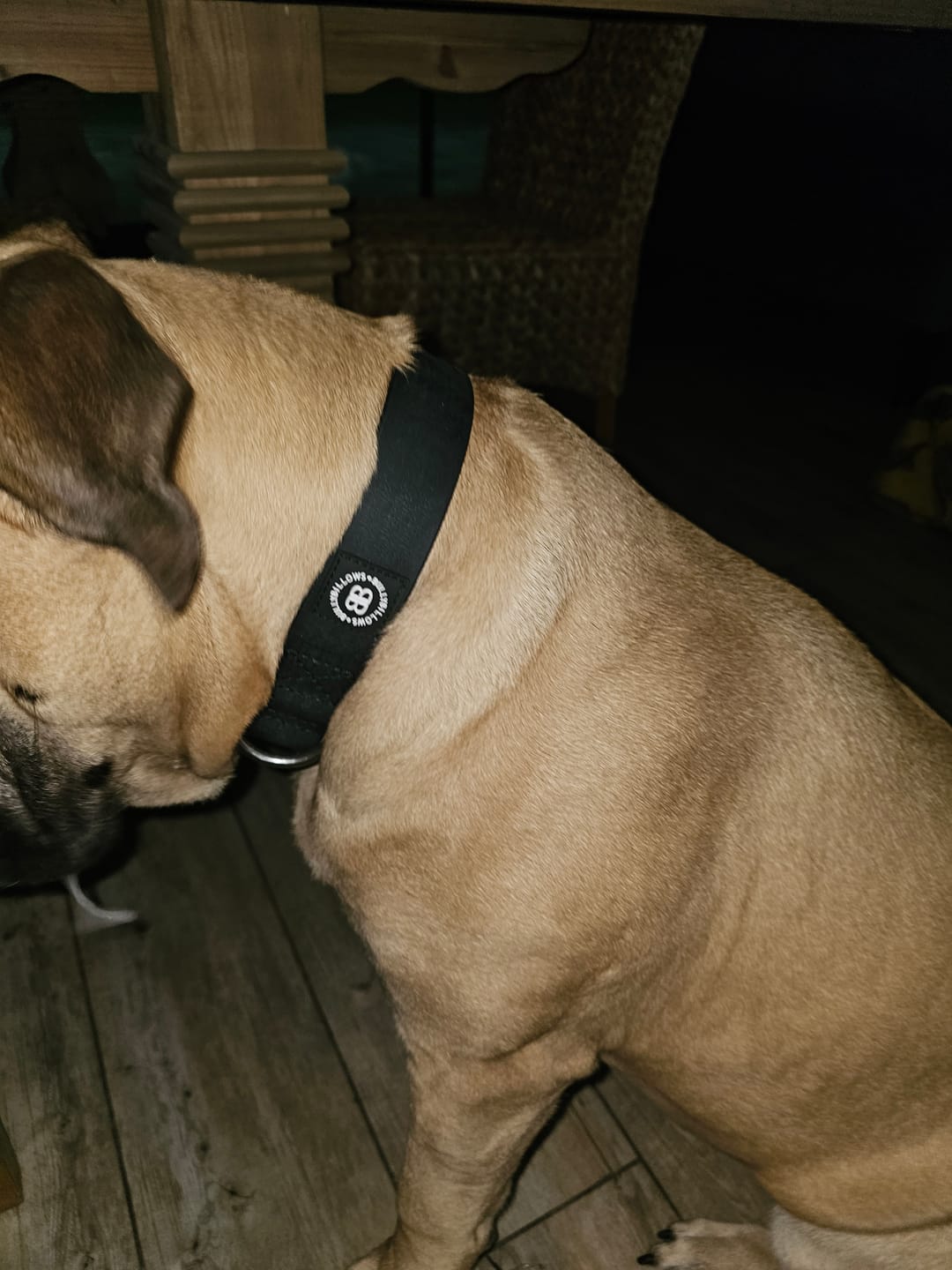 Customer photo review of 4cm Combat Billowthane® Collar | Waterproof - Platinum