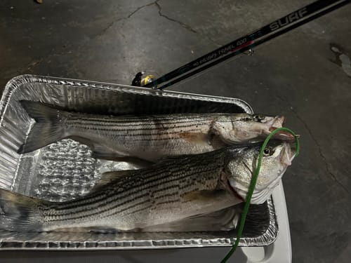 Customer photo review of 9'4" No Excuses Surf Travel Rod with Tube Medium-Heavy Action 3/4oz to 3oz