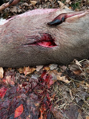 Customer photo review of Beast Broadheads (2-Pack + Practice Tip)