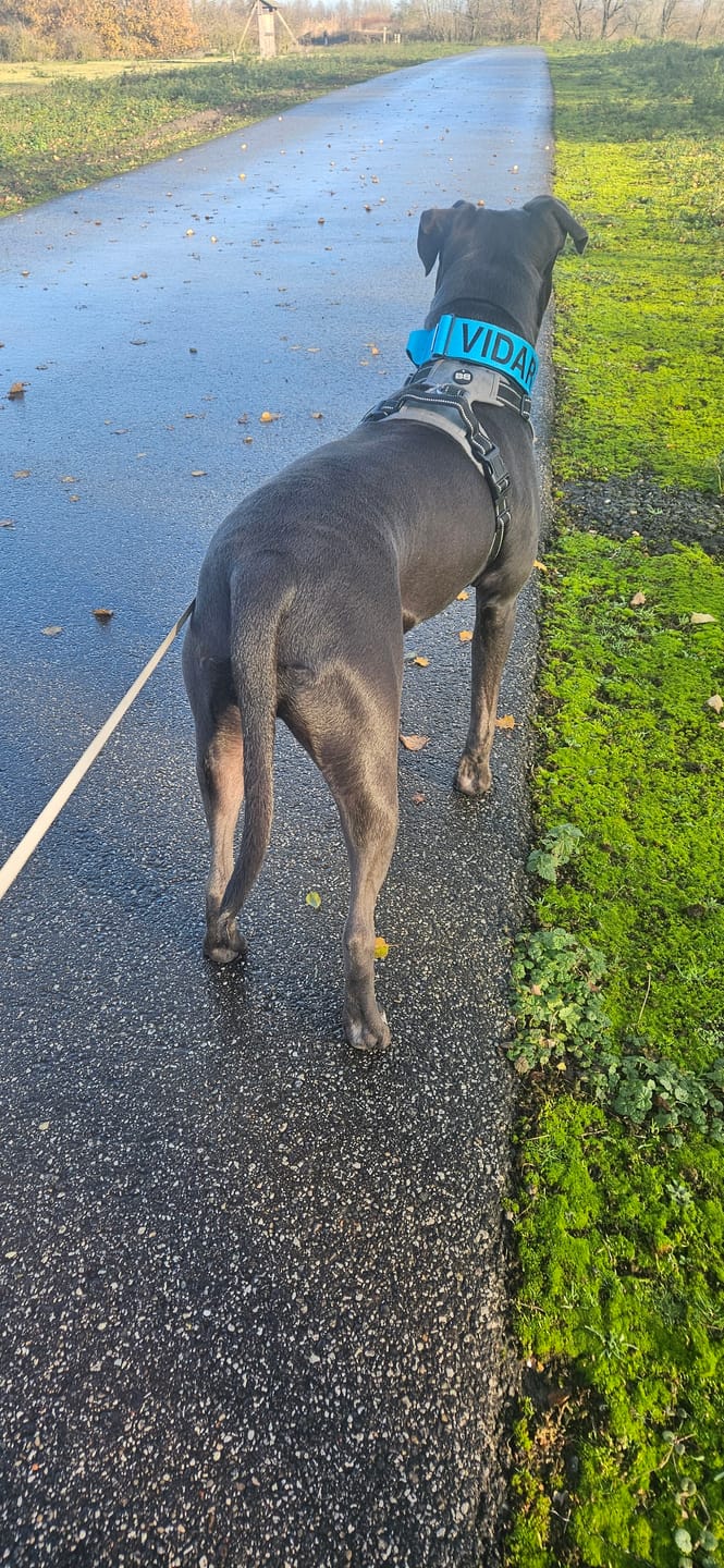 Customer photo review of 5cm Combat® Collar | With Handle & Secure Clip - Light Blue