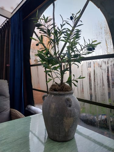 Customer photo review of Kunst Olijfboom 80cm