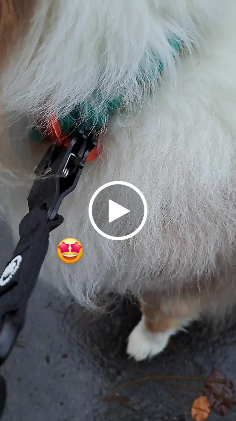Customer video review of 1.4m Lighter Swivel Combat Lead | Anti-Tangle & Secure Clip - Black x Black