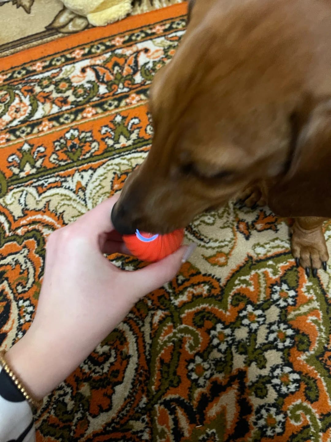 Customer photo review of Smart Dog Toy Ball Electronic Interactive Pet Toy Moving Ball USB Automatic Moving Bouncing for Puppy Birthday Gift Cat Products