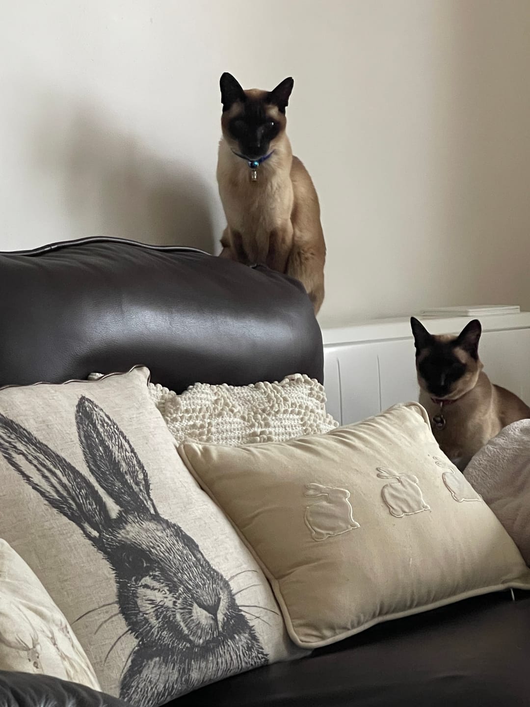 Customer photo review of 3 Seater Sofa Cover - Latte, Microfibra