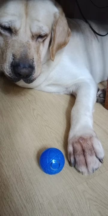 Customer photo review of Smart Dog Toy Ball Electronic Interactive Pet Toy Moving Ball USB Automatic Moving Bouncing for Puppy Birthday Gift Cat Products