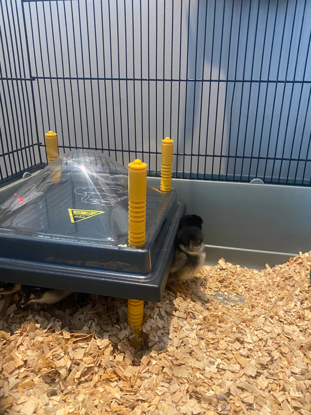 Customer photo review of Comfort Chicks Heat Plate 25 x 25cm