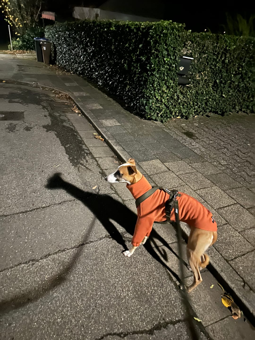 Customer photo review of Hundegeschirr FUN "Mountain Green"
