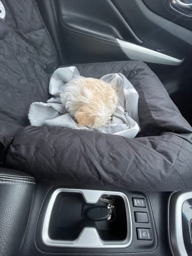 Customer photo review of Car Seat Cover