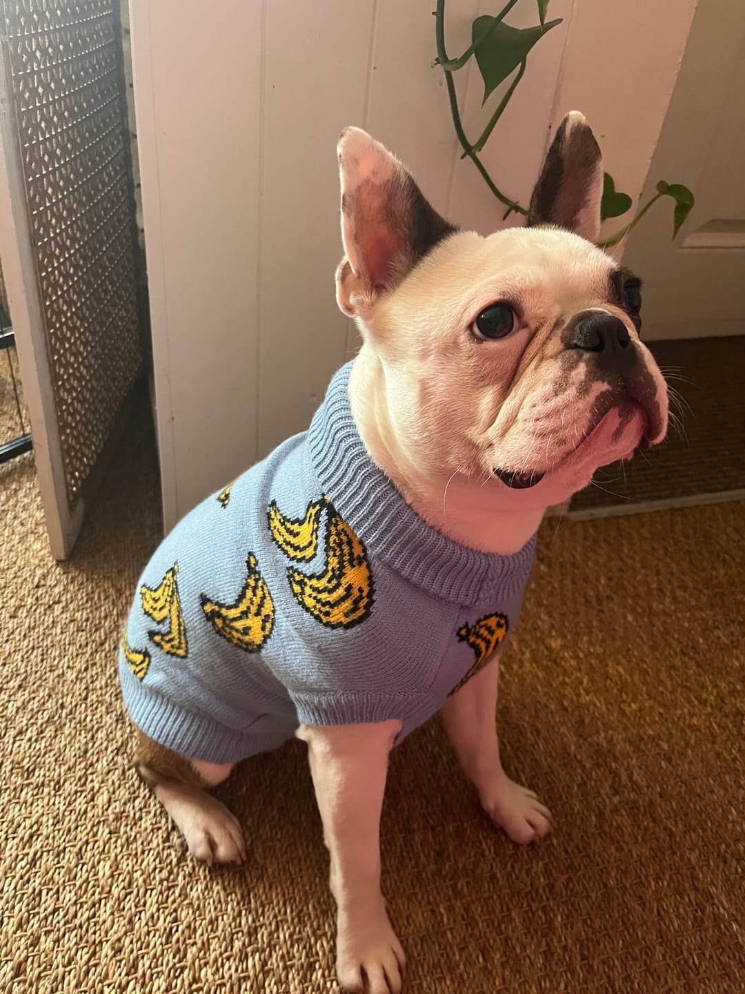 Customer photo review of Banana Knit Dog Sweater