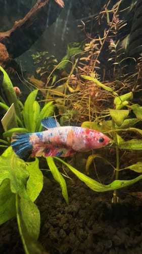 Customer photo review of Koi Nemo Candy Full Scale Female Betta Fish