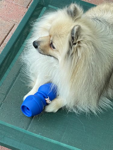 Customer photo review of Bully Sticks | Beef Pizzle