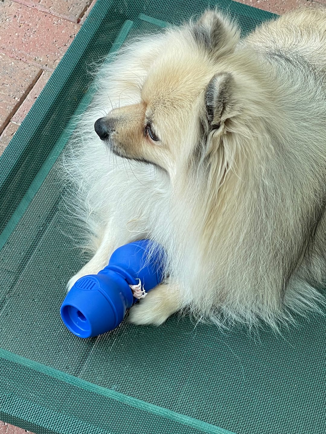 Customer photo review of Bully Sticks | Beef Pizzle