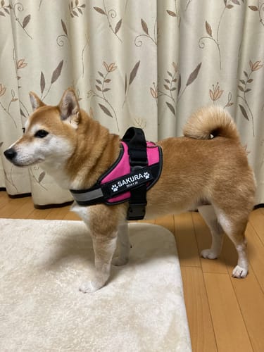 Customer photo review of FunFunPet 高機能ハーネス（お名前タグ作成サービス付き）