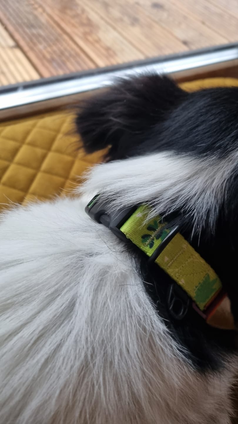 Customer photo review of Obroża "Sukulenty" - czarne okucia