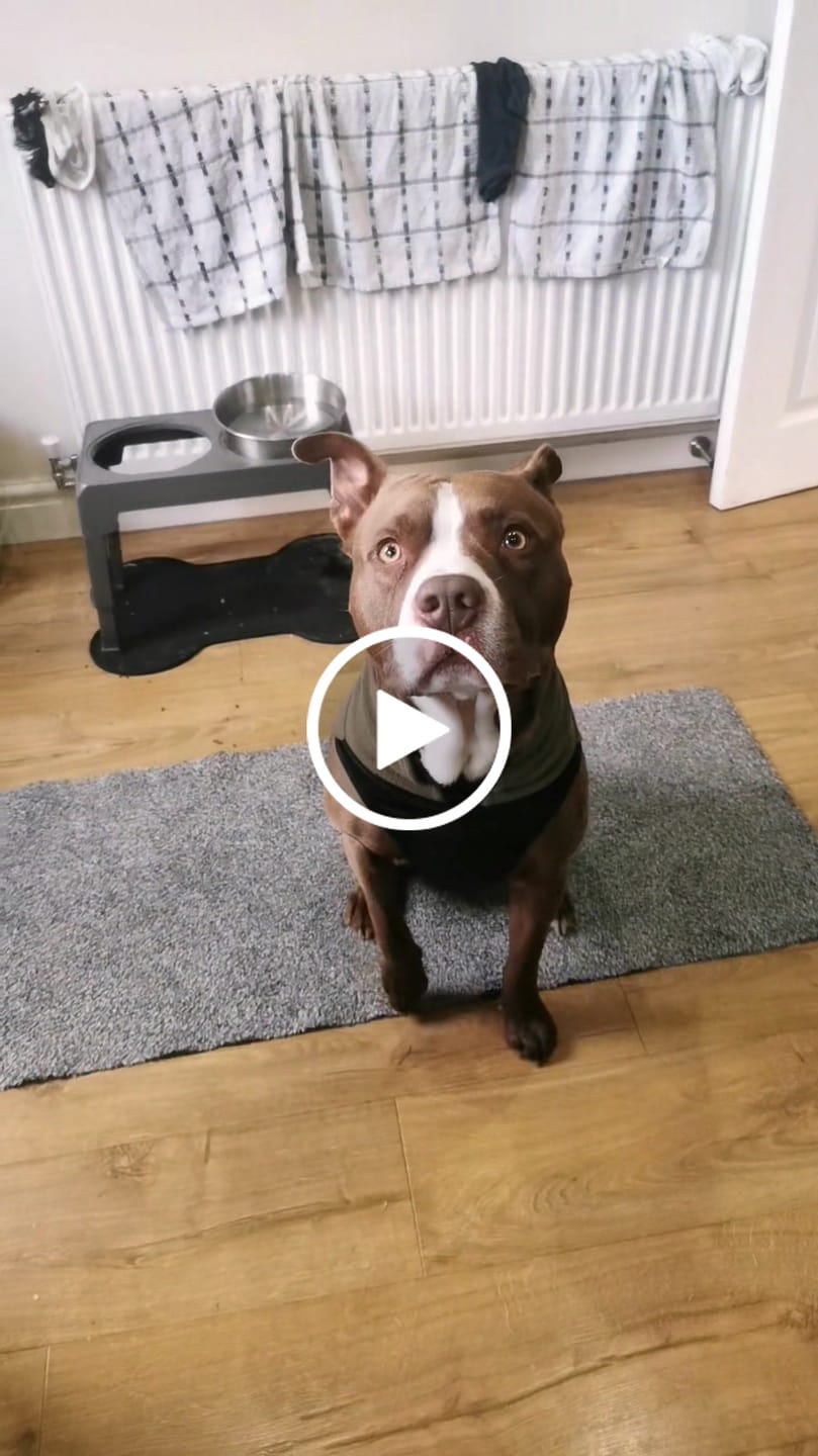 Customer video review of Dog Fleece With Zip - Khaki