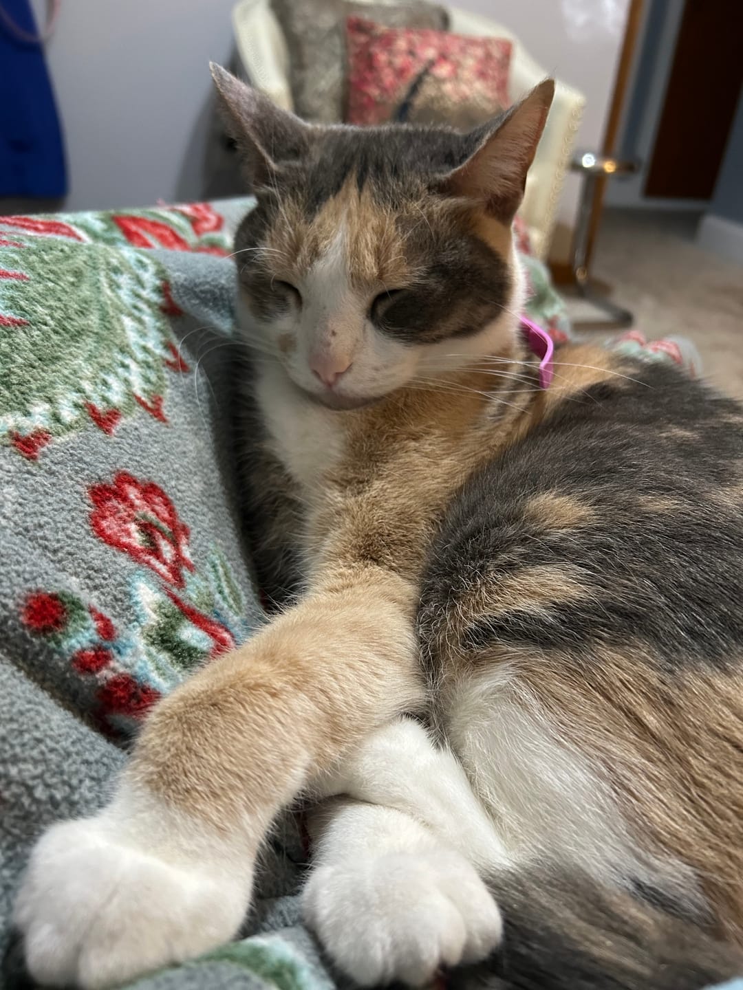 Customer photo review of FurLife™ - Flea & Tick Defense Chews