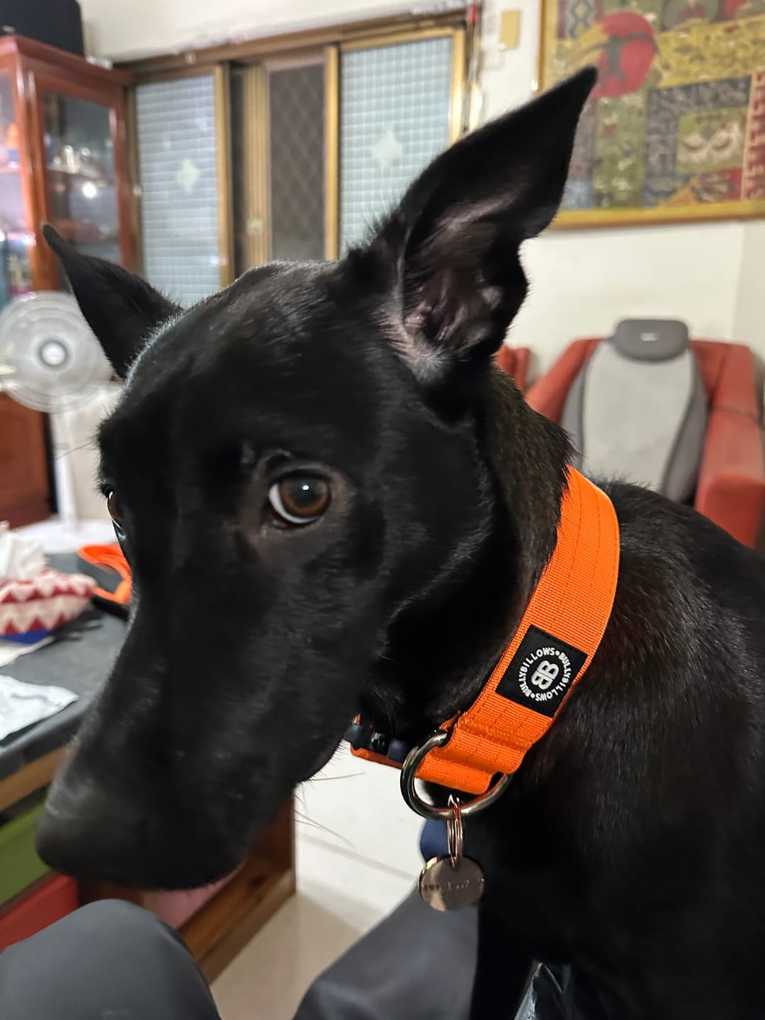 Customer photo review of Dog ID Tag - Rose Gold (With Gift Box)