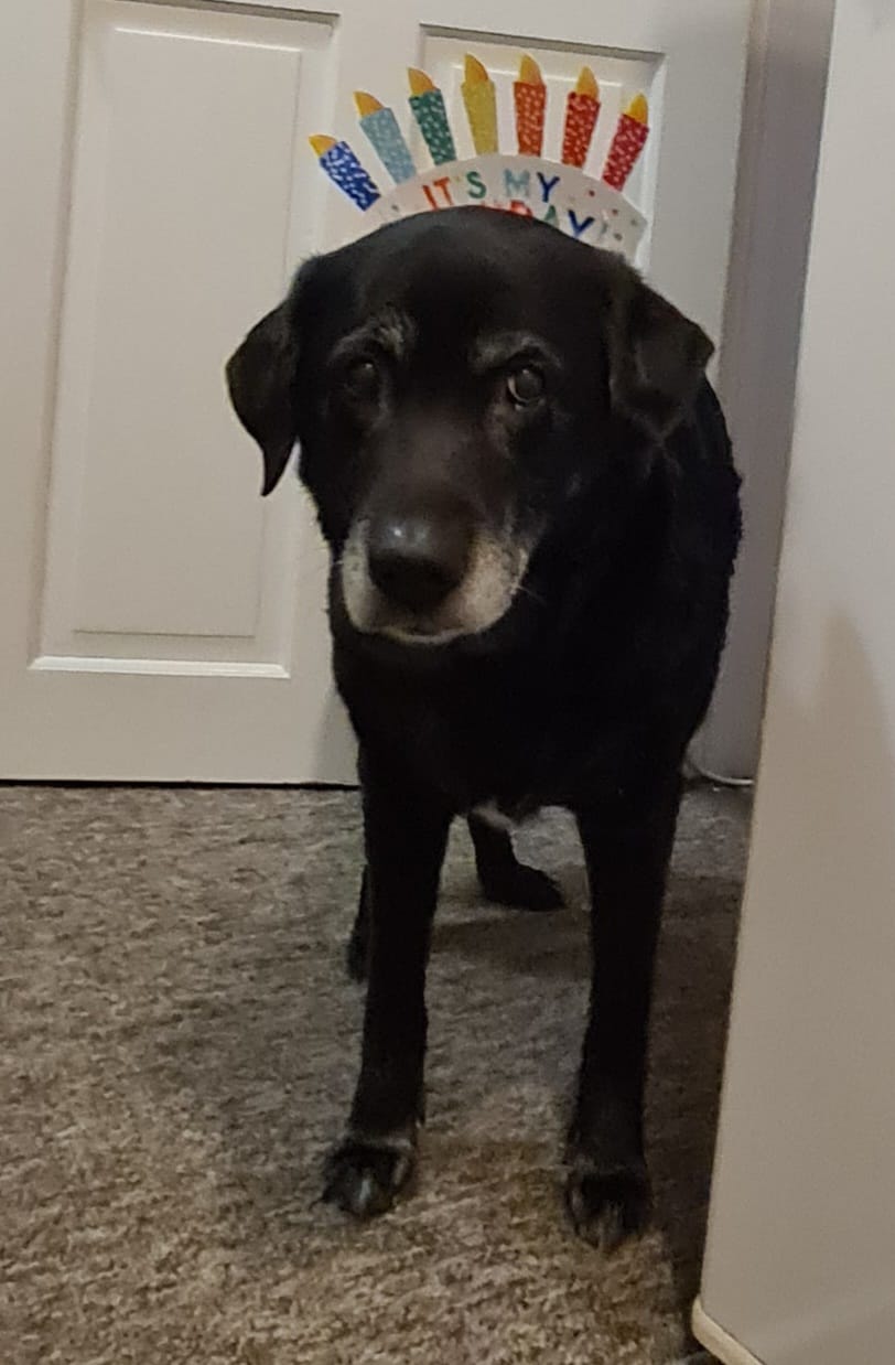 Customer photo review of Total Joint Care Supplement For Dogs