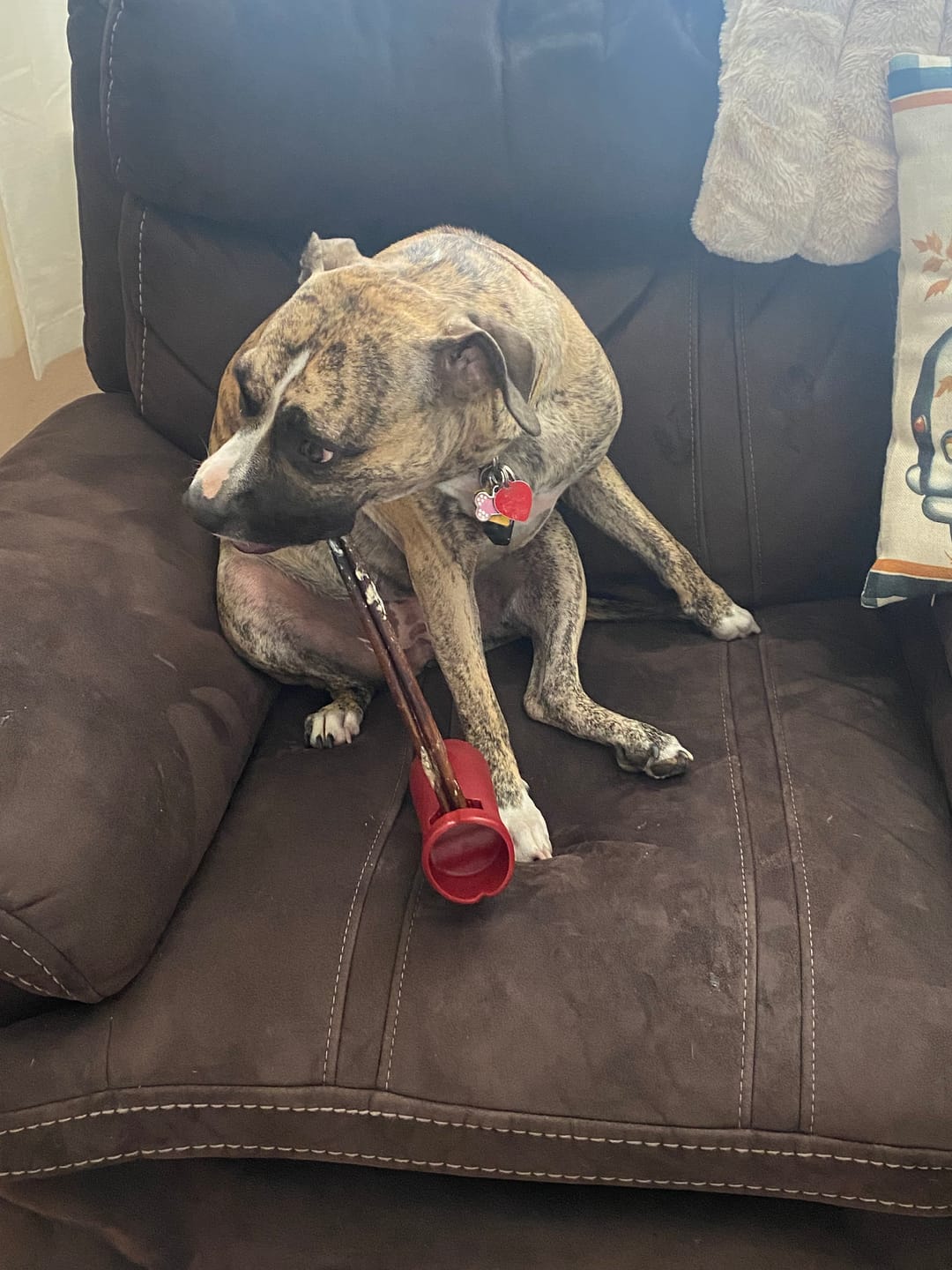 Customer photo review of 12 Inch Thick Braided Bully Stick