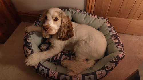 Customer photo review of Disney© Dog Bed - Winnie + Friends
