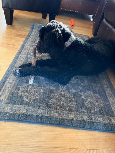 Customer photo review of 12 Inch Jumbo Bully Sticks