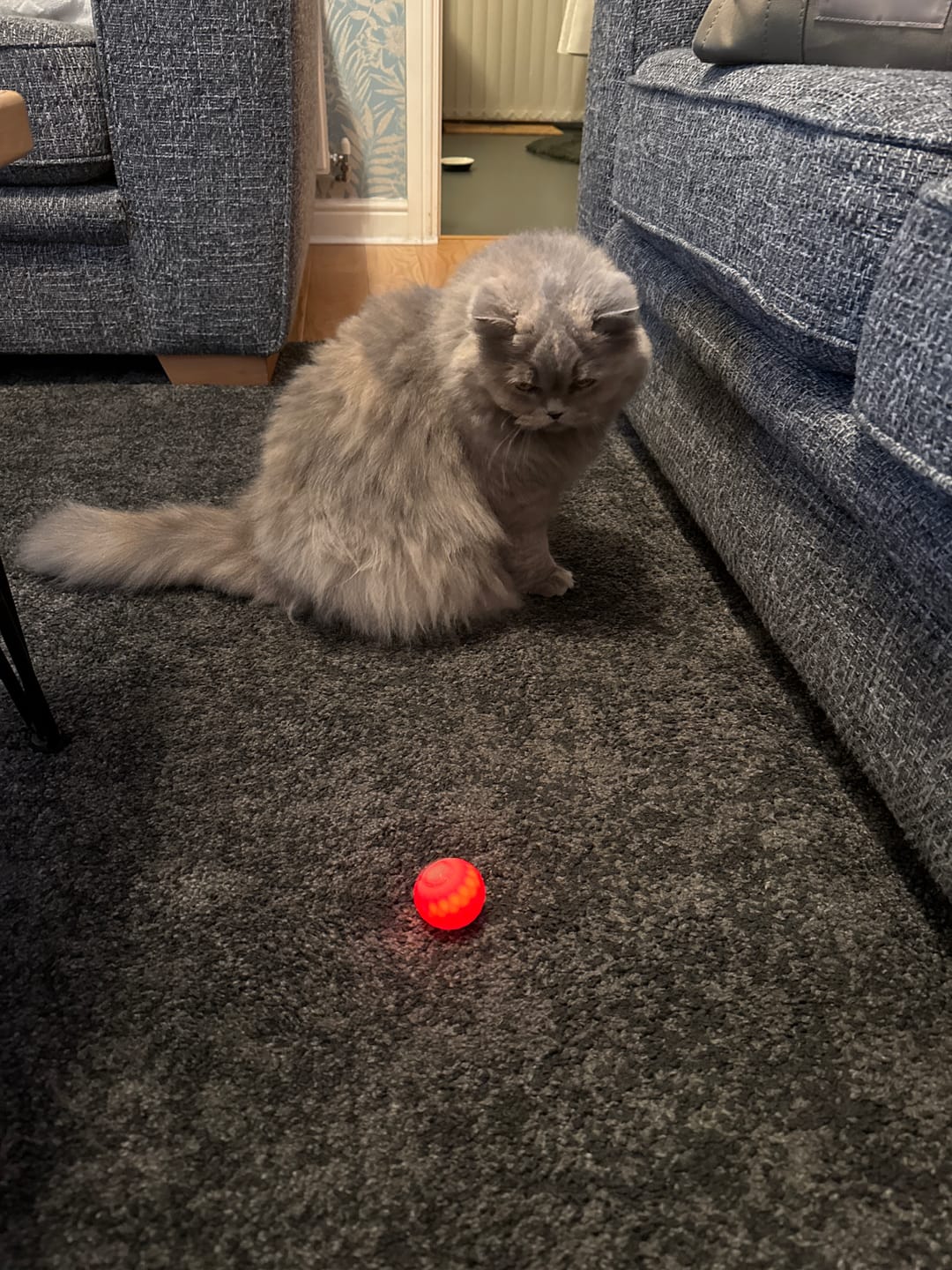 Customer photo review of POWER BALL 2.0