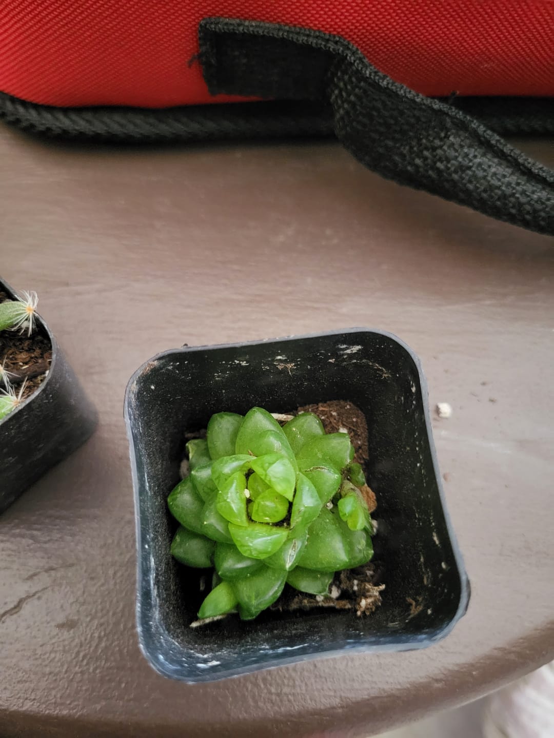 Customer photo review of haworthia cymbiformis var. obtusa