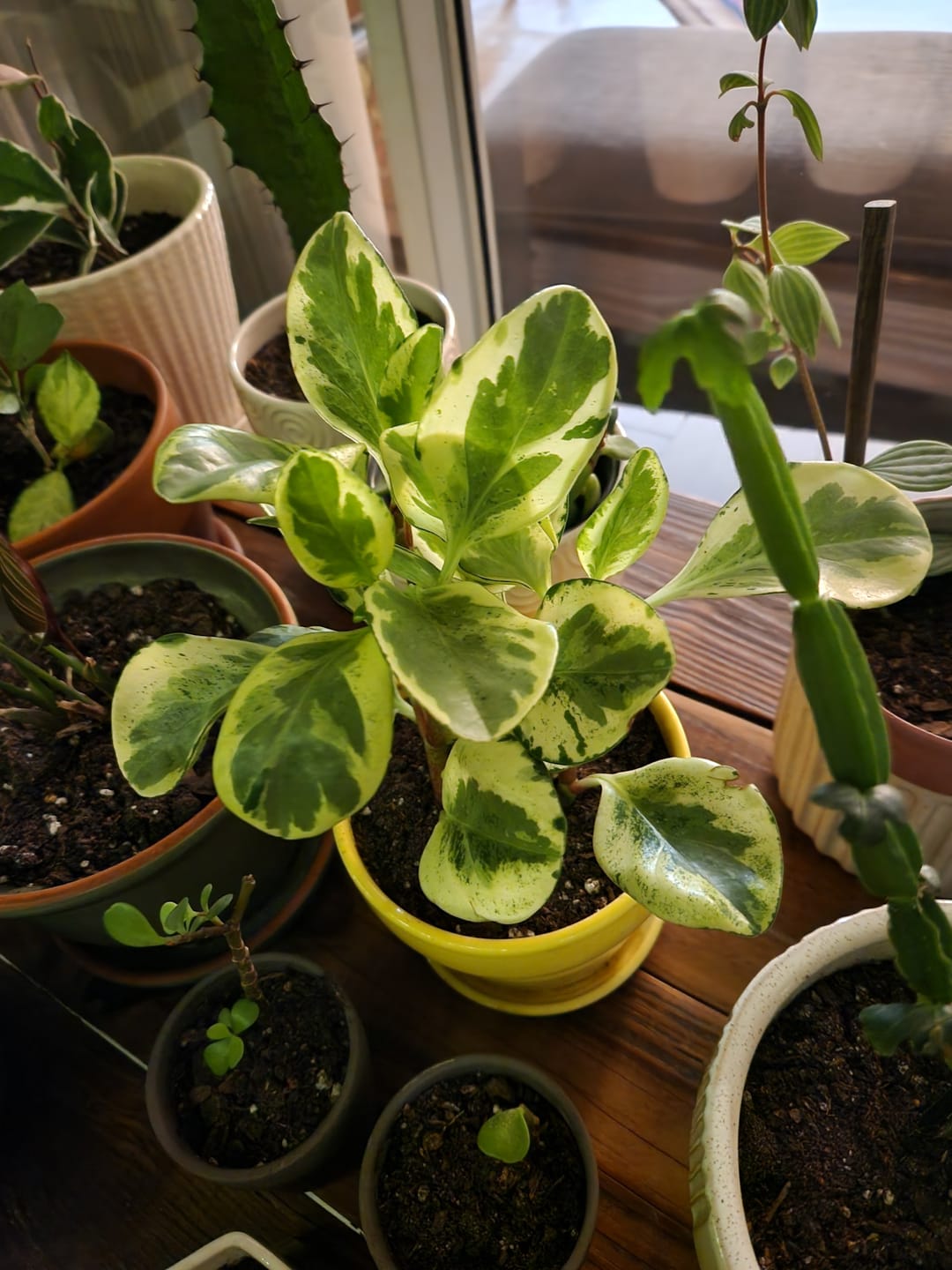 Customer photo review of Peperomia obtusifolia 'Golden Gate'