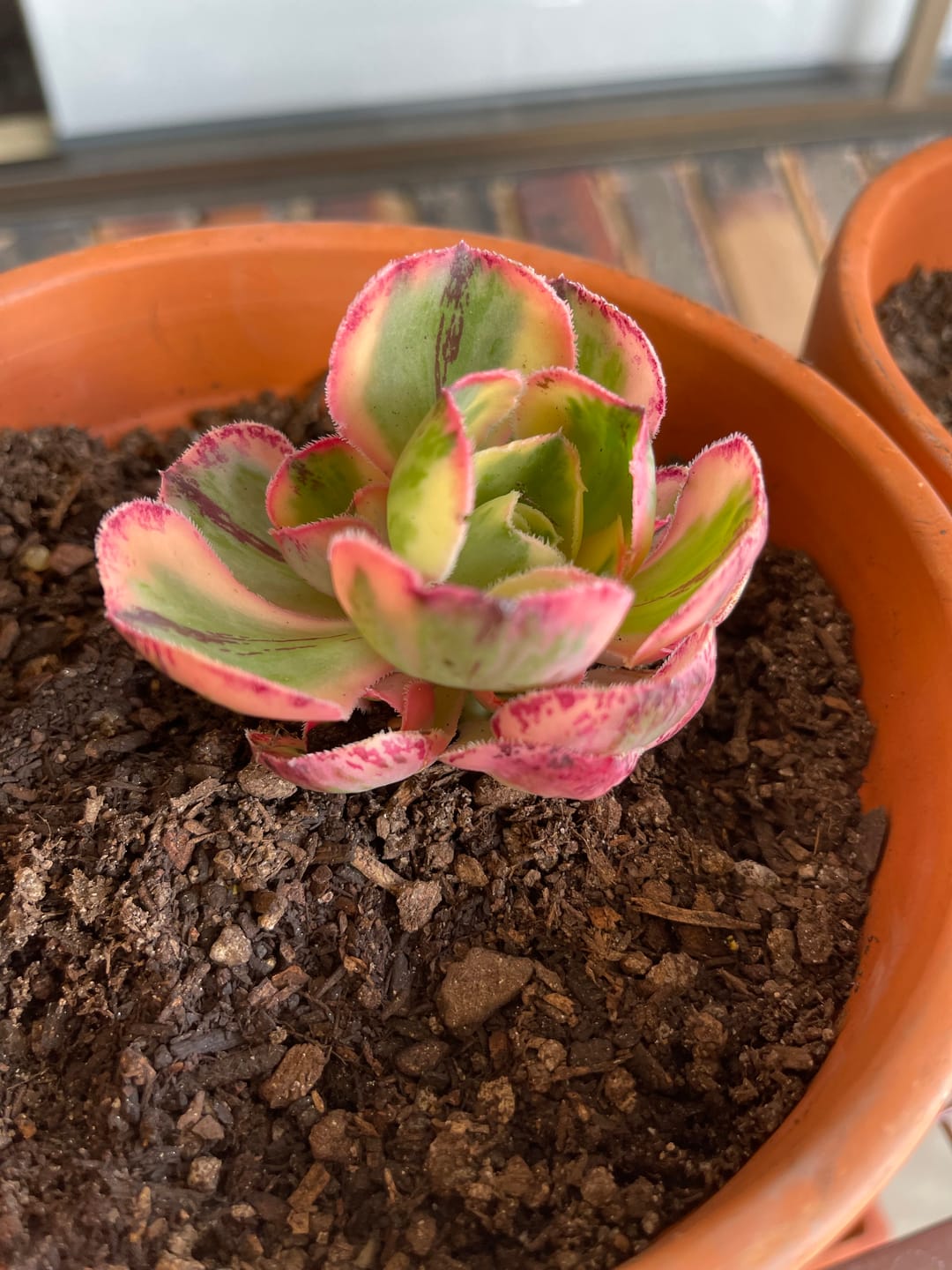 Customer photo review of Aeonium 'Red Fuji' Variegated