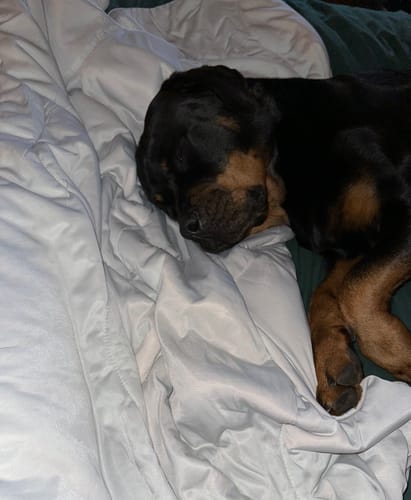 Customer photo review of The Ice Blanket