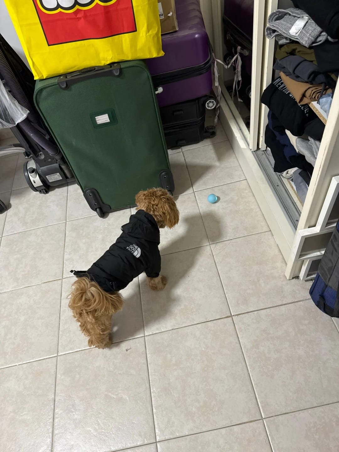 Customer photo review of Smart Dog Toy Ball Electronic Interactive Pet Toy Moving Ball USB Automatic Moving Bouncing for Puppy Birthday Gift Cat Products