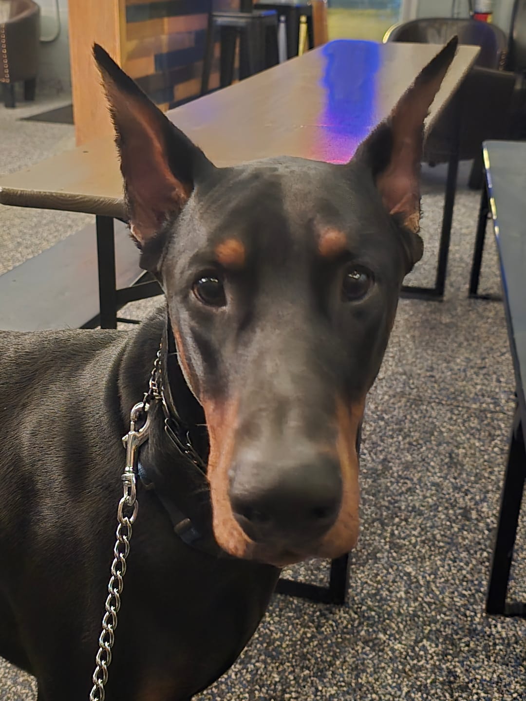 Customer photo review of 12 Inch Jumbo Braided Bully Stick