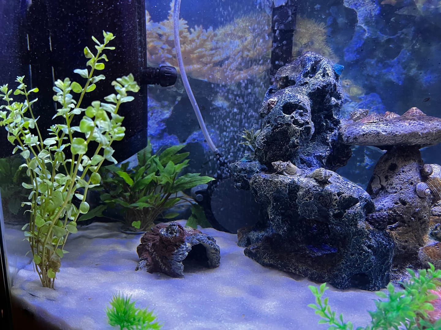 Customer photo review of Rotala Rotundifolia