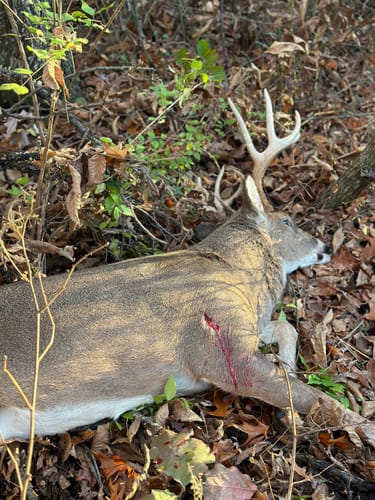 Customer photo review of Beast Broadheads