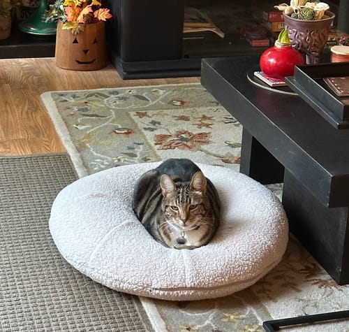 Customer photo review of Taro Pudding Bed